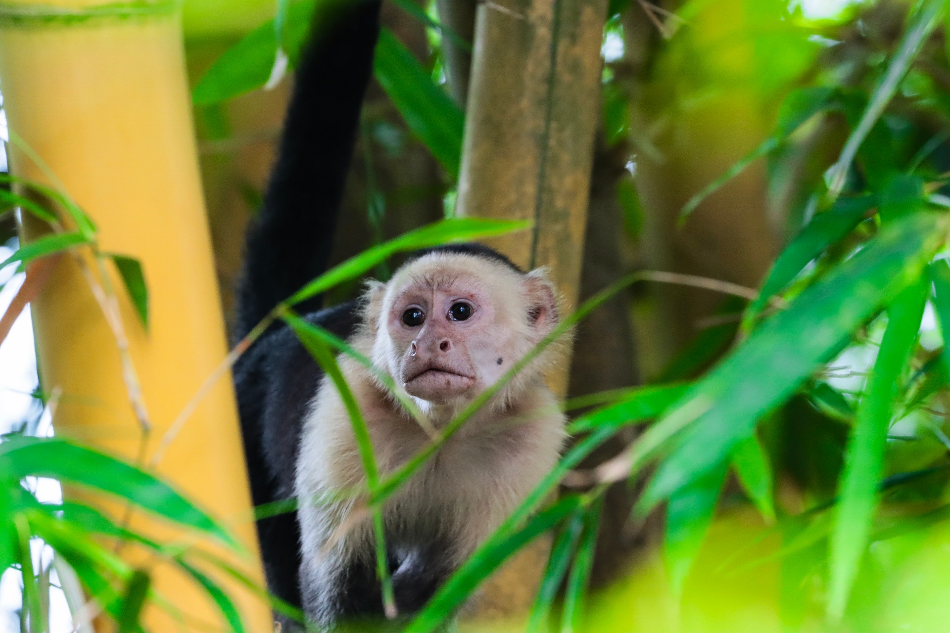 White-faced capuchin monkey peering through the bamboo above a Santa Teresa jungle path